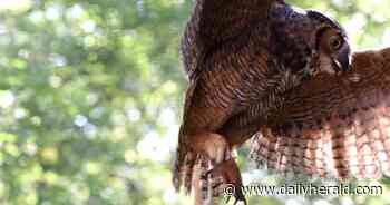 A second chance in the sky: Rehabbed great horned owl returns to wild