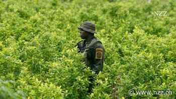 Die Produktion von Kokain in Kolumbien nimmt weiter zu – dies widerspiegelt die wachsende weltweite Nachfrage