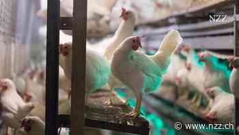 Weil Schweizer Eier fehlen, müssen Hühner aus dem Ausland einspringen