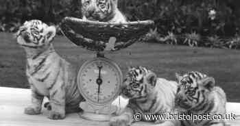 Unearthed photos of Bristol Zoo bring back long forgotten times