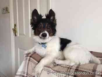 Edgware dog who modelled for clubs like Chelsea turns 18