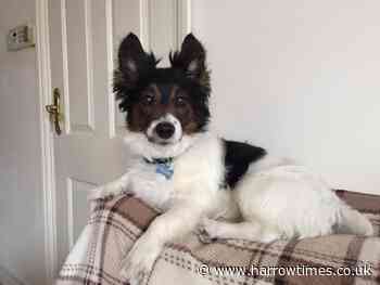 Edgware dog who modelled for clubs like Chelsea turns 18