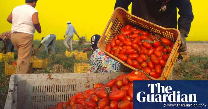 How the Italian mafia makes millions from tinned tomatoes – video