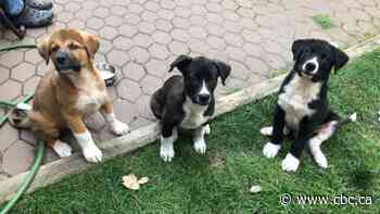 I had no idea how much work a puppy can be. Then I fostered three