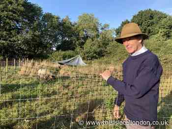 Sheep 'will restore lifecycle' of Hampstead Heath Extension