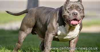 Thousands of Cambs residents say 'bad owners' should be blamed in XL Bully debate