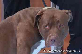 American XL Bully dogs will not be culled under UK ban, says chief vet