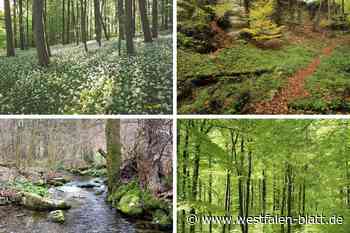 Nationalpark-Streit: Aus Höxter kommt wohl ein Nein