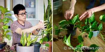 The 11 best low-maintenance plants