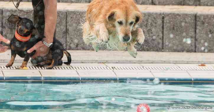 Hunde baden für den guten Zweck!