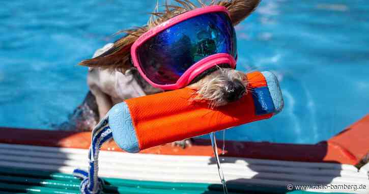 Augsburger Hunde entern das Freibad