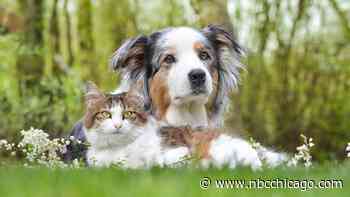 Clear the Shelters: One woman's plea to reduce high euthanasia rates