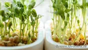 Was sprießt denn da? Wie Sie sicher Sprossen ziehen