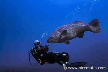 Des mérous géants font la joie des plongeurs en Floride... mais ils restent menacés