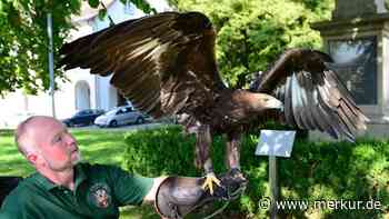 Mit Adlerdame Elisabeth zum Spazieren und auf die Jagd: Rottenbucher erfüllt sich Kindheitstraum