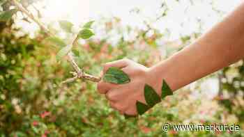 Puchheimer Ökomarkt mit Fahrradversteigerung am  17. September