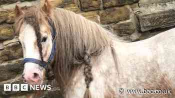 Sheffield mum's emotional appeal over stolen pony