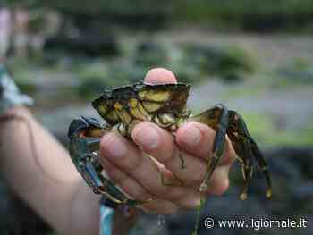 Guerra tra granchi blu, il cibo non basta e diventano cannibali