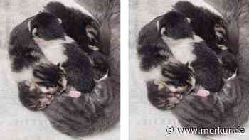 Ersatzmutter für Katzenbabys gesucht: Mutter liegt in der Klinik und könnte ihr Bein verlieren