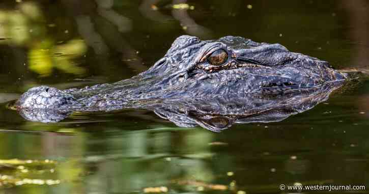 Day at US Lake Turns Into Screams as Vicious 12-Foot Monster Switches to Attack Mode