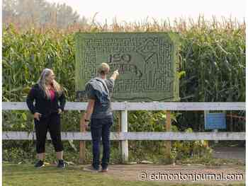 Little hint of design controversy at Edmonton Corn Maze's RCMP day