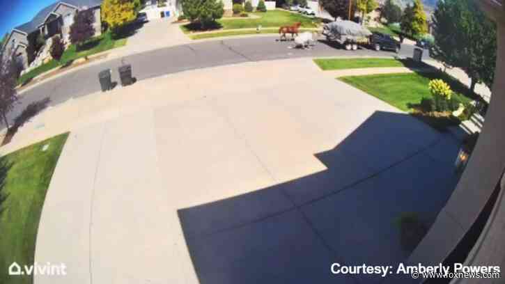 Utah woman says about horses being dragged behind truck: 'Horrible to watch'