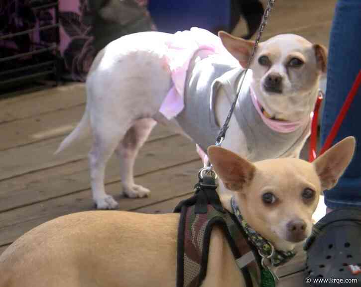 Spotlight shines on older pets at Albuquerque adoption event