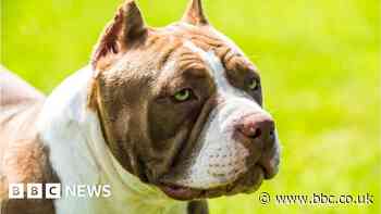 American bully XLs will not be culled under ban, says chief vet