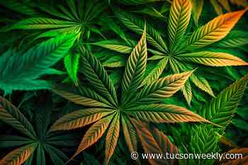 Regulators suggest changing cannabis guidelines