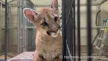 Vote to name rescued mountain lion cubs raises nearly $20,000 for Scottsdale sanctuary