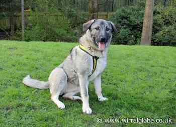 Wirral Globe dog of the week column: Playful Indie