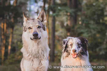 No Snoots Here: Dogs and Wolves Can Find Hidden Food Without Relying Only On Their Noses