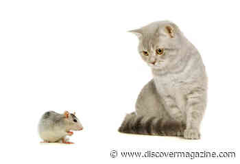 10 Things You Have Always Wanted to Know About Cats