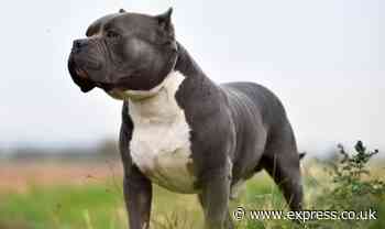 'I bred Killer Kimbo who spawned 600 XL Bully dogs - people feed them steroids'