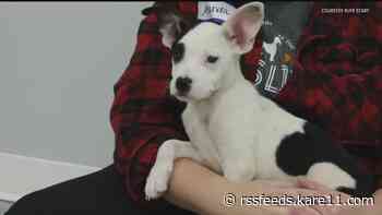 Pet separation anxiety tips as kids go back to school