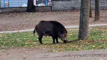 Il cinghiale a spasso nel parco dei bambini