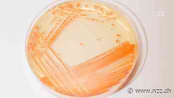Der Schatz aus dem Darm: Forscher bunkern menschlichen Kot für die Zukunft