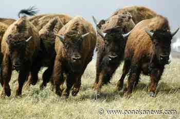 Loss of bison herds still affecting Plains First Nations, research suggests