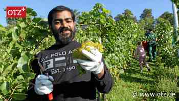 Warum Jenaer Weinbauern weniger auf Müller-Thurgau setzen