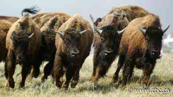 Plains First Nations still impacted by near extinction of bison, research suggests