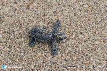 Leur maman avait pondu une centaine d'oeufs sur la plage de Villeneuve-Loubet, 72 bébés tortues sont nés et ont rejoint la mer
