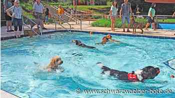 Hundeschimmen in Bad Herrenalb: Mit gestreckten Vorderläufen  ins Wasser rein