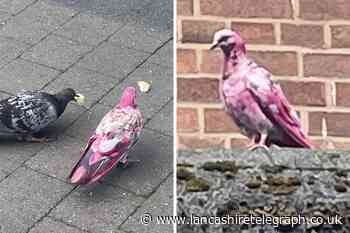 Bury: Bright pink pigeon spotted in Bury town centre