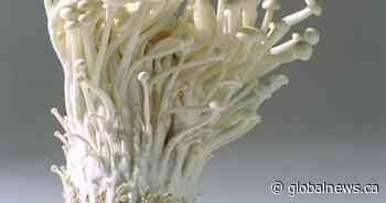 Enoki mushrooms recalled due to possible Listeria contamination