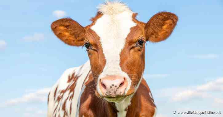 Mucca uccisa a frecciate e macellata sul posto e un’altra gravemente ferita in un istituto di Roma