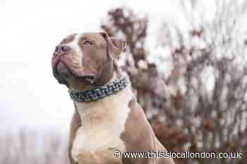 Wheelchair-user with American XL bully supports breeding ban