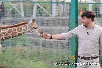 Giraffen im Safariland Stukenbrock erwarten Nachwuchs