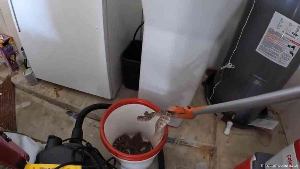 20 rattlesnakes found inside a homeowner's garage in Arizona