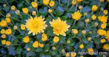 Time to display fall flower arrangements