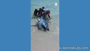 WATCH:  Beachgoers help stranded shark back into water at Florida beach